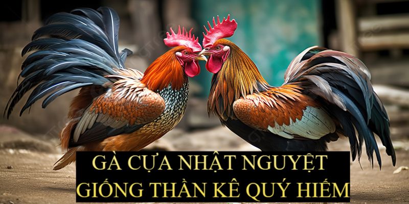 Gà Cựa Nhật Nguyệt