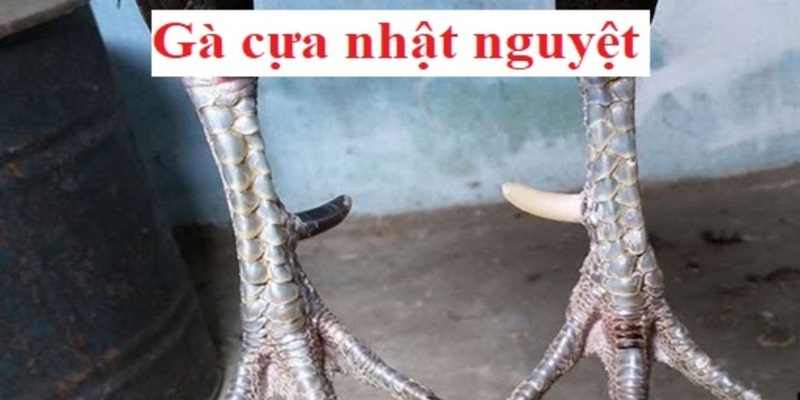 Giới thiệu dòng gà cựa nhật nguyệt