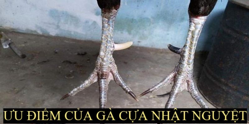 Gà cựa nhật nguyệt có lối đá giỏi, thông minh