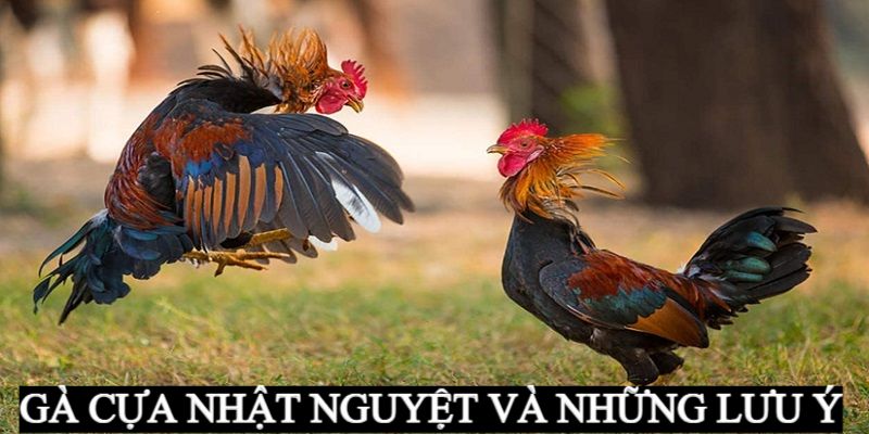 Một số lưu ý cần nắm khi chọn gà nhật nguyệt