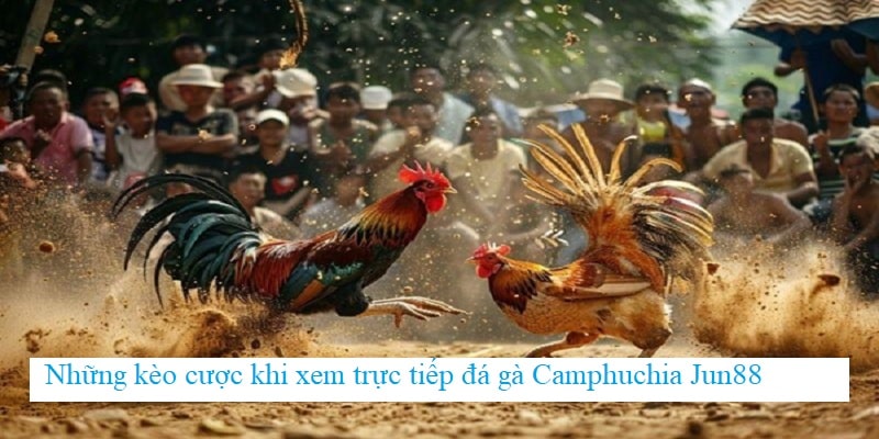 Tham khảo thêm các hình thức đặt cược khi xem trực tiếp đá gà Campuchia