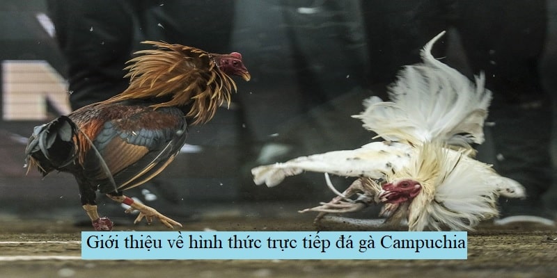 Trực tiếp đá gà Campuchia là gì?